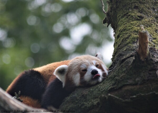 Red panda resting. Picture Board by Peter Wiseman