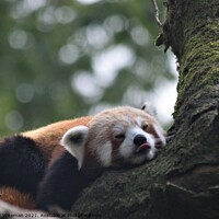 Buy canvas prints of Red panda resting. by Peter Wiseman