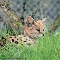 Buy canvas prints of Serval by Peter Wiseman