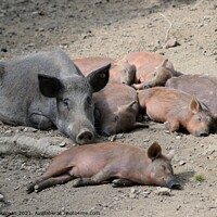 Buy canvas prints of Wild boar sow and young by Peter Wiseman