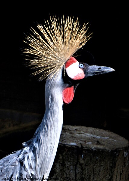 Majestic GoldenCrested Crowned Crane Picture Board by Peter Wiseman