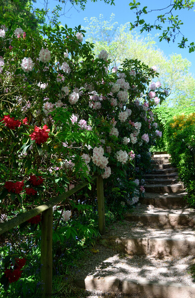 Stone steps bordered by spring flowering shrubs in Picture Board by Peter Wiseman