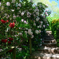 Buy canvas prints of Stone steps bordered by spring flowering shrubs in by Peter Wiseman