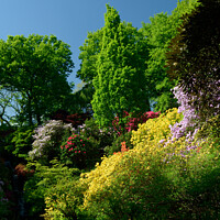 Buy canvas prints of Rhododendrons and Azaleas by Peter Wiseman