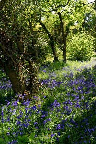 A carpet of bluebells in woodland area. Picture Board by Peter Wiseman