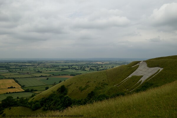 The Westbury white horse Picture Board by Peter Wiseman