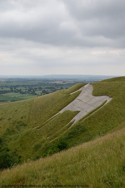 The Westbury white horse Picture Board by Peter Wiseman