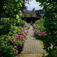 Buy canvas prints of Rose border, Kiftsgate Court Gardens by Peter Wiseman