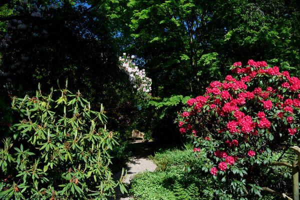 A quiet place to sit  among rhododendrons at the D Picture Board by Peter Wiseman