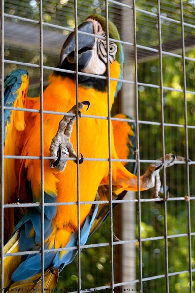 Blue and yellow macaw Picture Board by Peter Wiseman