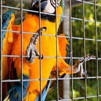 Buy canvas prints of Blue and yellow macaw by Peter Wiseman