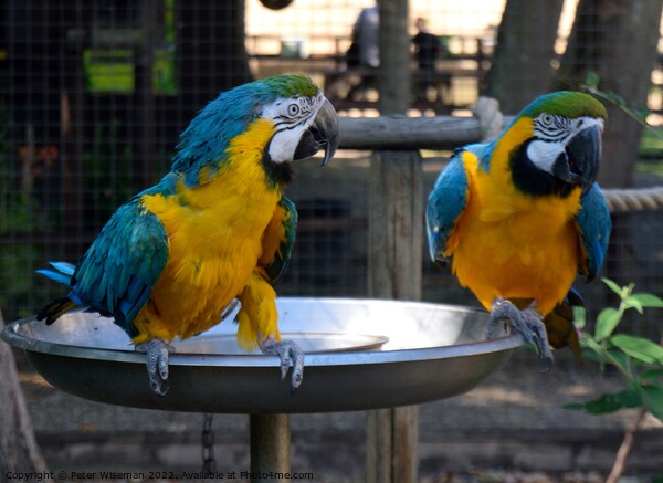 A pair of blue and yellow macaws Picture Board by Peter Wiseman