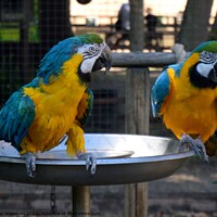 Buy canvas prints of A pair of blue and yellow macaws by Peter Wiseman