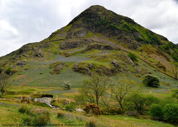 Bluebells on slope of Rannerdale Knotts in the Lak Picture Board by Peter Wiseman