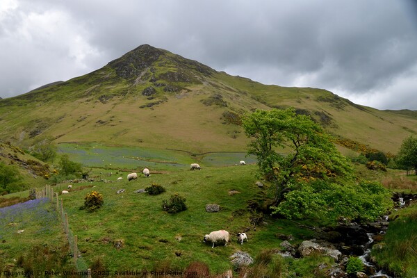 View over the beck in Rannerdale Valley towards Wh Picture Board by Peter Wiseman