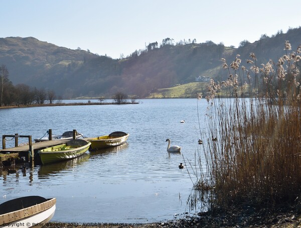 View across Grasmere, The Lake District Picture Board by Peter Wiseman
