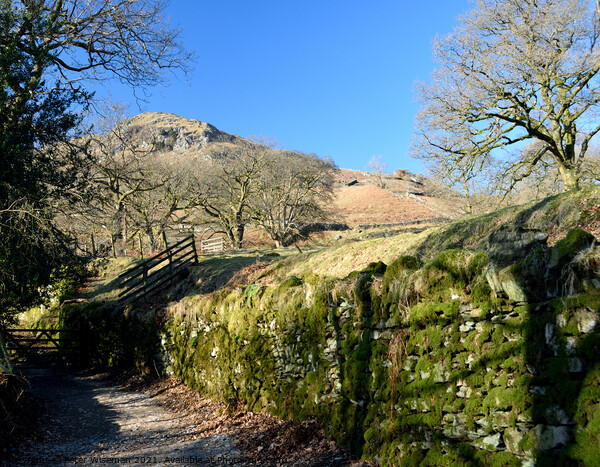 The Coffin Road from Grasmere to Rydal Water Picture Board by Peter Wiseman