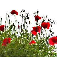 Buy canvas prints of Poppies by Peter Wiseman