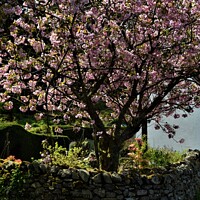 Buy canvas prints of  Spring in the Lake District. by Peter Wiseman