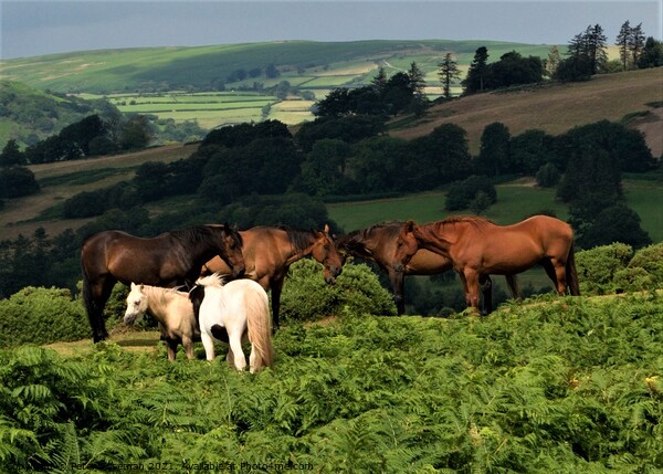 Horses and ponies grazing on Pen y Crug, Brecon, P Picture Board by Peter Wiseman