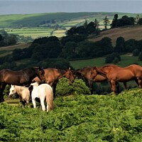 Buy canvas prints of Horses and ponies grazing on Pen y Crug, Brecon, P by Peter Wiseman