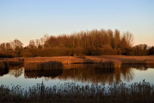 View from the Reedbed Hide at the RSPB Fowlmere Na Picture Board by Peter Wiseman