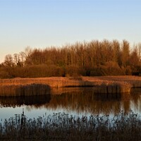 Buy canvas prints of View from the Reedbed Hide at the RSPB Fowlmere Na by Peter Wiseman