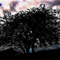 Buy canvas prints of Silhouetted Tree by Peter Wiseman