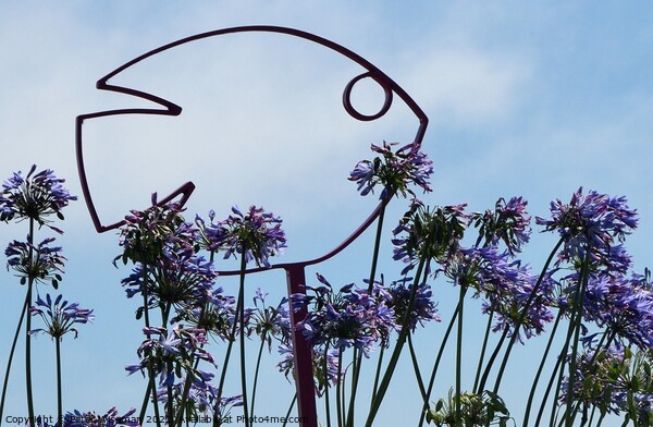 Fish sculpture with agapanthus flowers Picture Board by Peter Wiseman