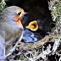Buy canvas prints of Robin with young in nest by Peter Wiseman