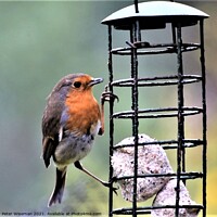 Buy canvas prints of Robin on garden feeder by Peter Wiseman