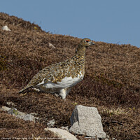 Buy canvas prints of Munro Red Grouse by Ralph Greig