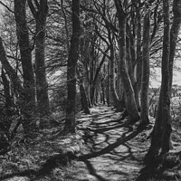 Buy canvas prints of The Avenue of trees by Ralph Greig
