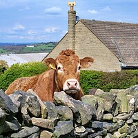 Buy canvas prints of Curious cow by Roy Hinchliffe