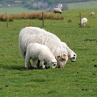 Buy canvas prints of Sheep and lambs grazing by Roy Hinchliffe