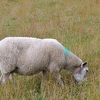 Buy canvas prints of A sheep grazing by Roy Hinchliffe