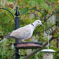 Buy canvas prints of Collared Dove on bird feeder by Roy Hinchliffe
