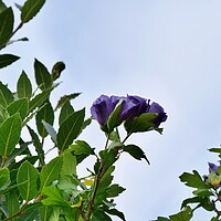 Buy canvas prints of Blue Hibiscus in bloom by Roy Hinchliffe