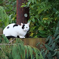 Buy canvas prints of A cat sat on fence  by Roy Hinchliffe