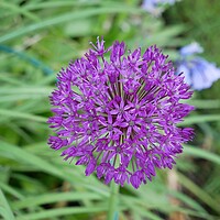 Buy canvas prints of Allium Purple sensation by Roy Hinchliffe