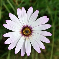 Buy canvas prints of Daisy in flower by Roy Hinchliffe