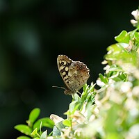 Buy canvas prints of Speckled wood butterfly by Roy Hinchliffe