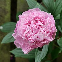 Buy canvas prints of Pink Peony by Roy Hinchliffe