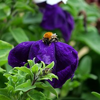 Buy canvas prints of Bee in purple pansy by Roy Hinchliffe