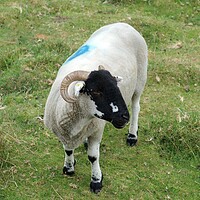 Buy canvas prints of Blackface sheep with horns by Roy Hinchliffe