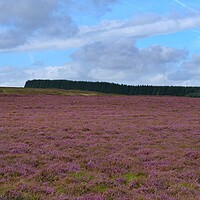 Buy canvas prints of The Heather in Bloom by Roy Hinchliffe