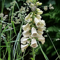 Buy canvas prints of Foxglove in bloom by Roy Hinchliffe