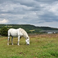 Buy canvas prints of Horse grazing Holmfirth by Roy Hinchliffe
