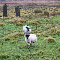 Buy canvas prints of Blackface sheep on Marsden Moor by Roy Hinchliffe