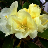 Buy canvas prints of Yellow rhododendron by Roy Hinchliffe